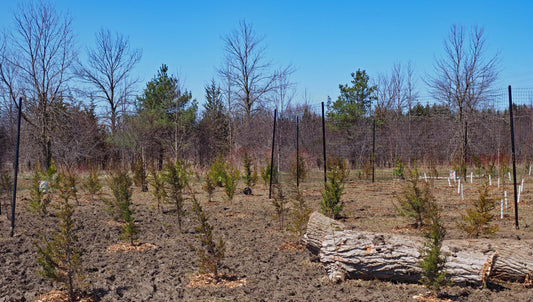 10000 Trees 2019 site, photo by Gary James