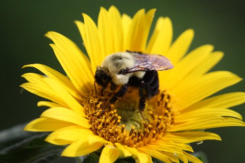 Busy bees making a beautiful life