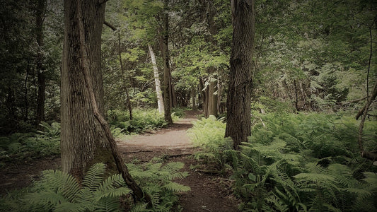 Writing prompts to connect with the Great Outdoors