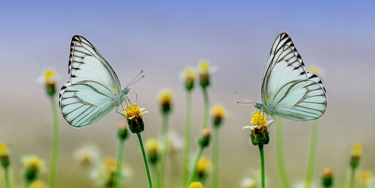 How is your social wellness? Journal to find out.