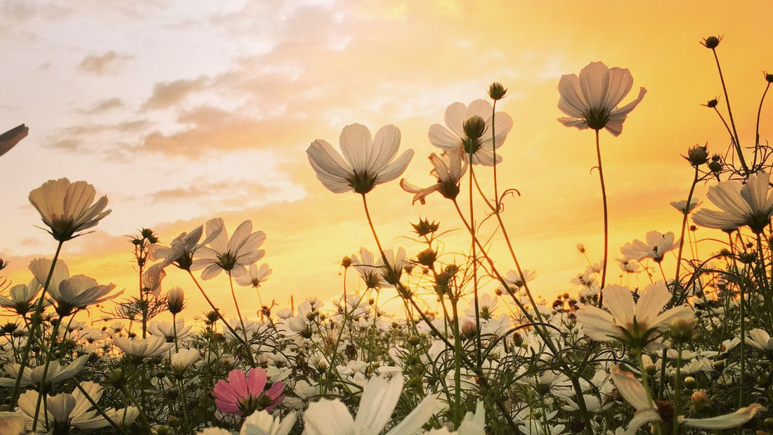 Journal to manifest creation this spring