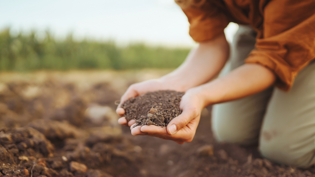 Spring Seeds for Planting