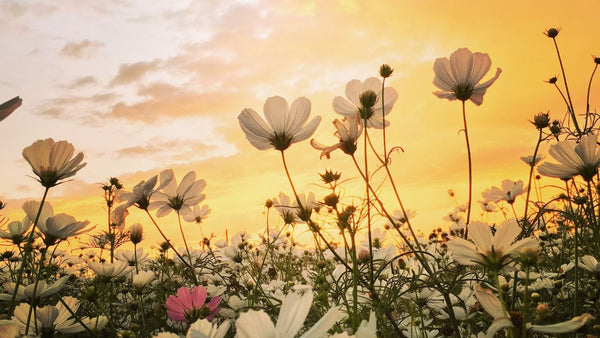 Journal to manifest creation this spring